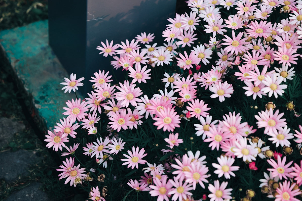 a bunch of pink and white flowers in a garden