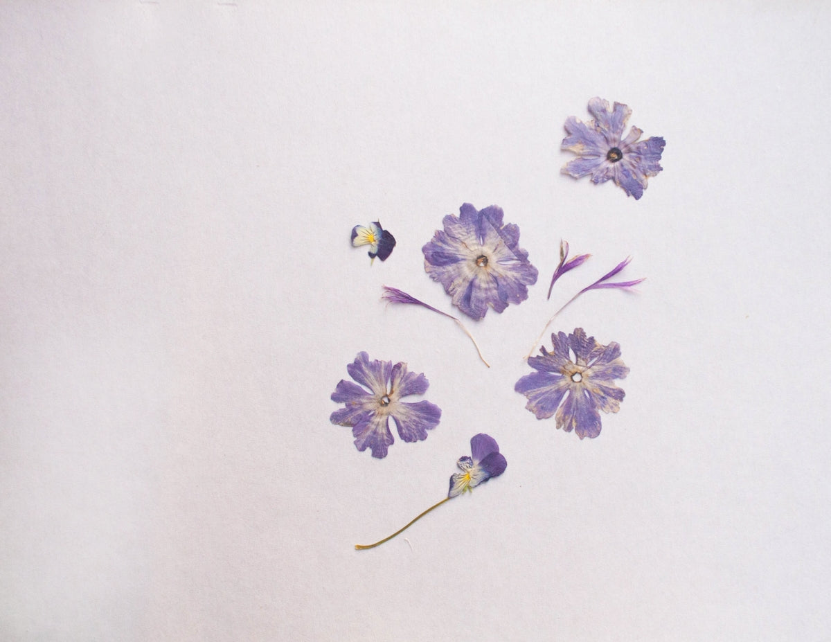 a group of purple flowers on a white background