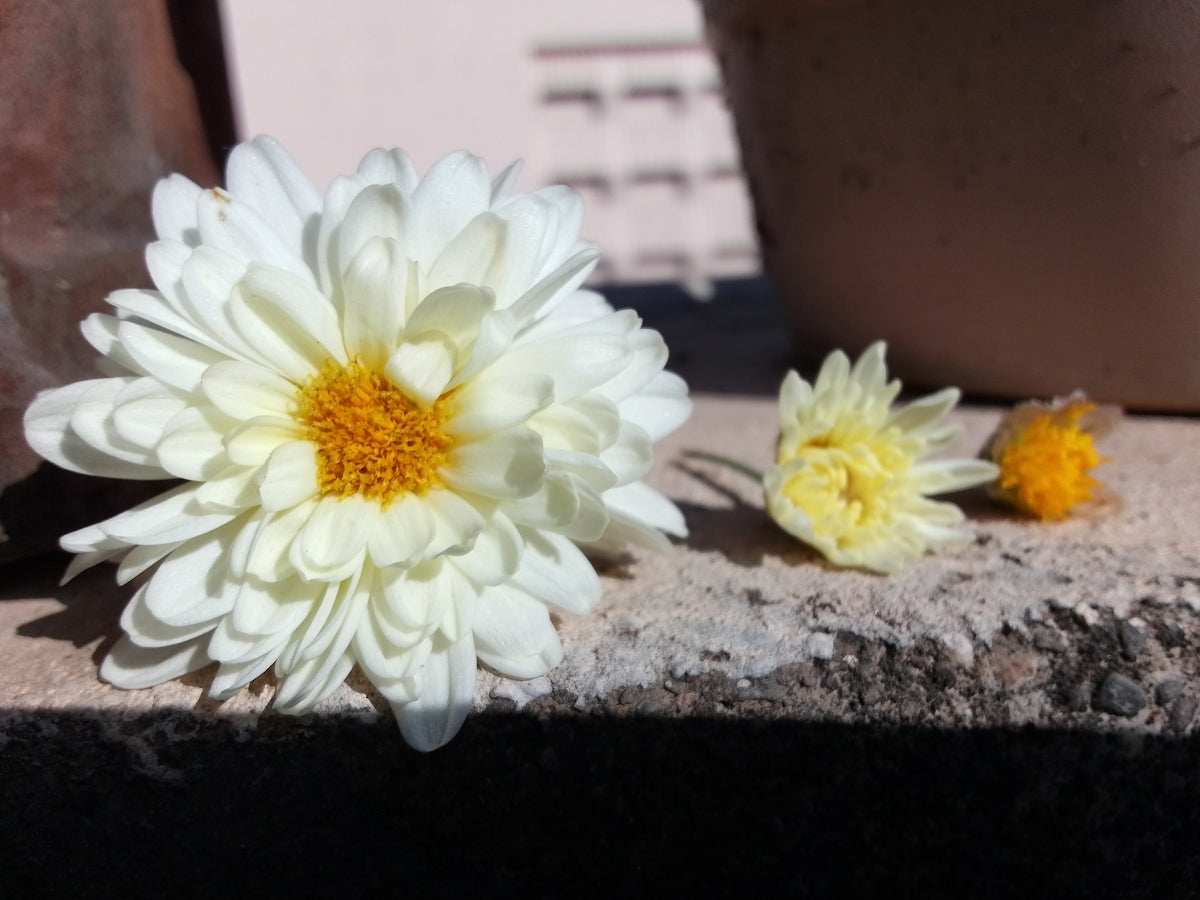 two white and yellow flowers sitting next to a potted plant