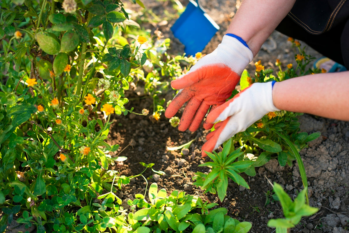 A person wearing orange and white gardening gloves tending to flowers in soil