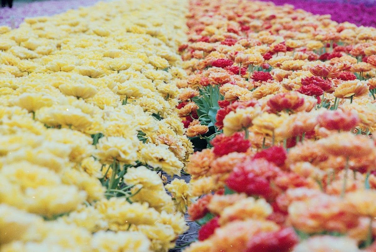 Rows of vibrant yellow and orange flowers.