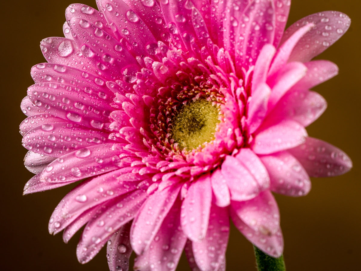 Pink gerbera daisy with water droplets