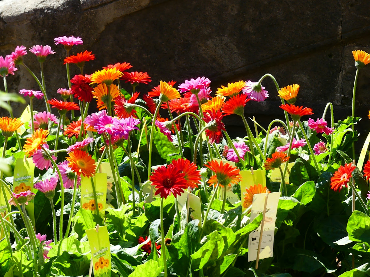 Colorful gerbera daisies bloom in the sunlight