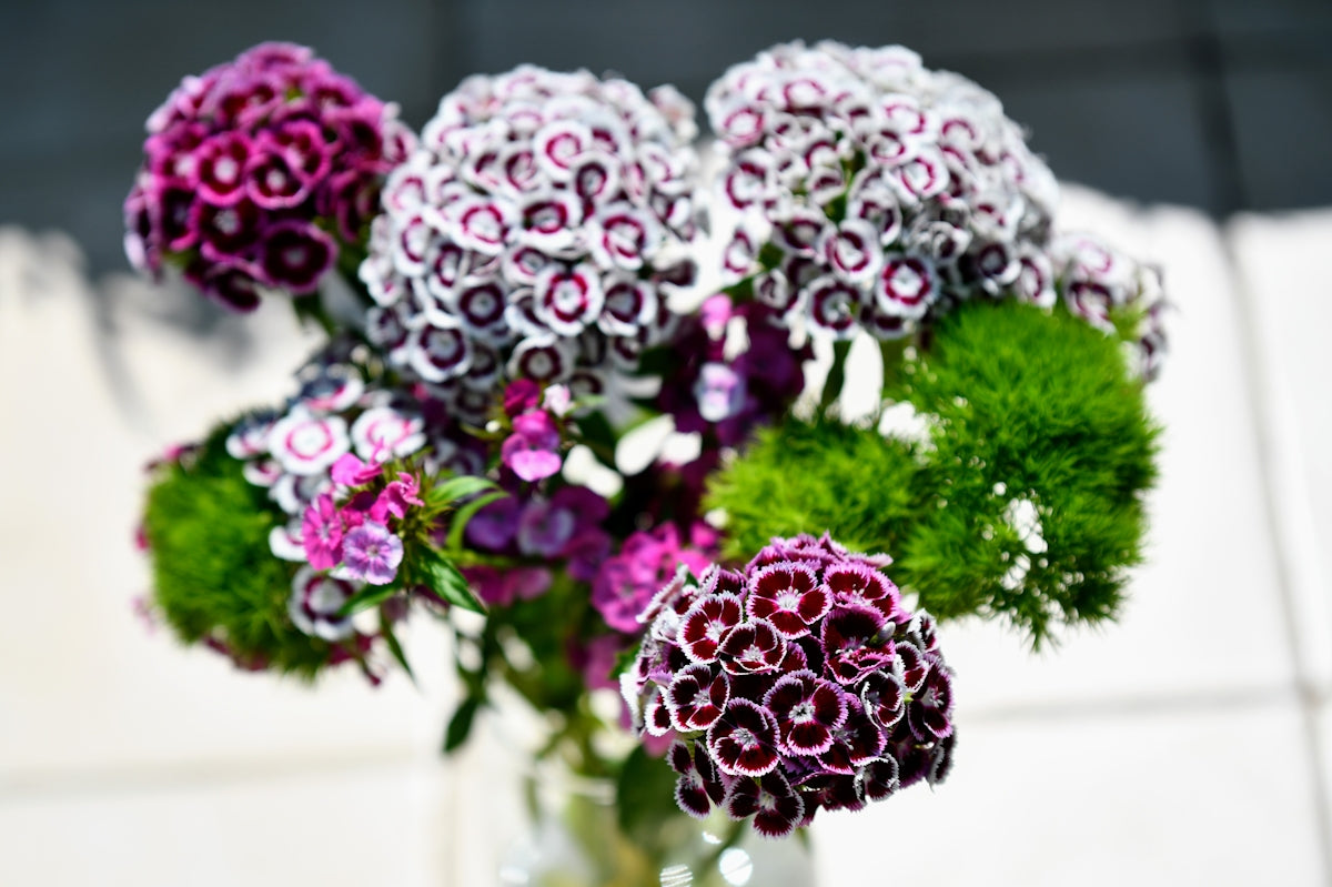 Crafting Stunning Floral Displays with Baby's Breath Dyed Red: Fresh Cut Flowers Meets Dried and Preserved Elegance in Your Flower Subscription