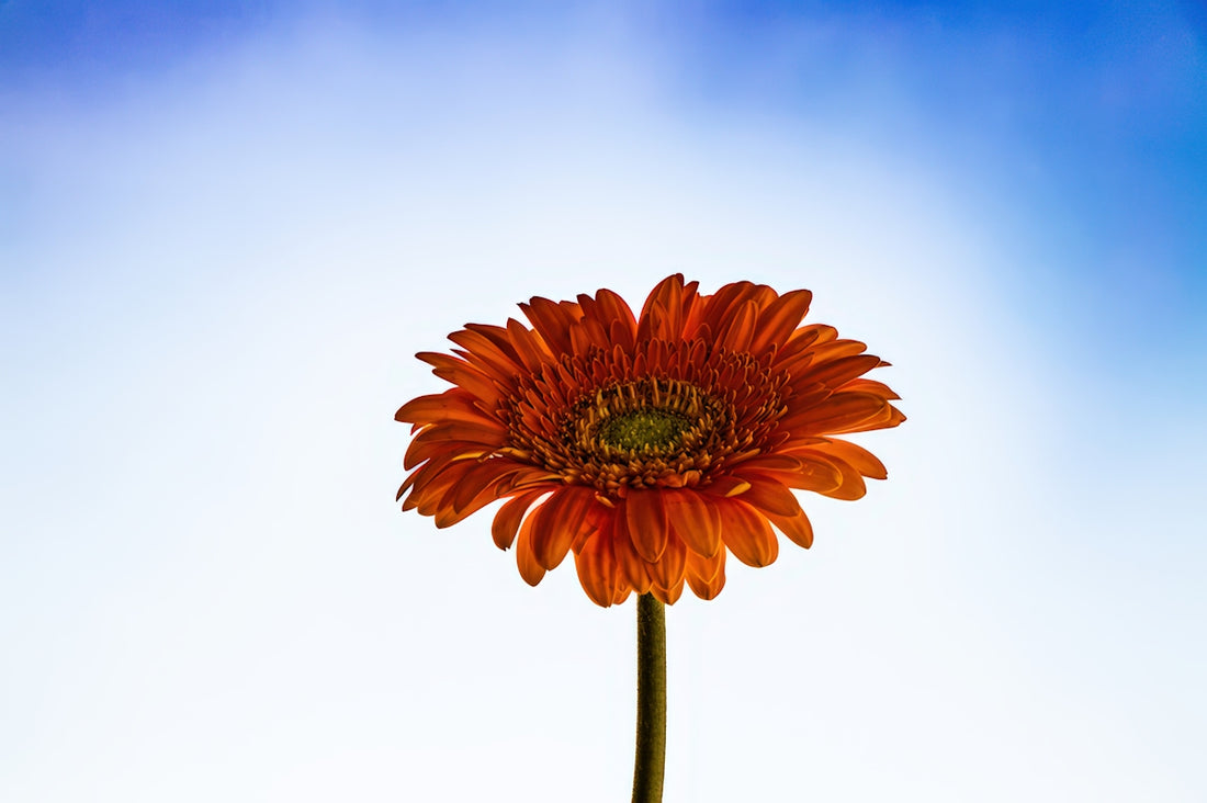 A single orange gerbera daisy against a blue sky.