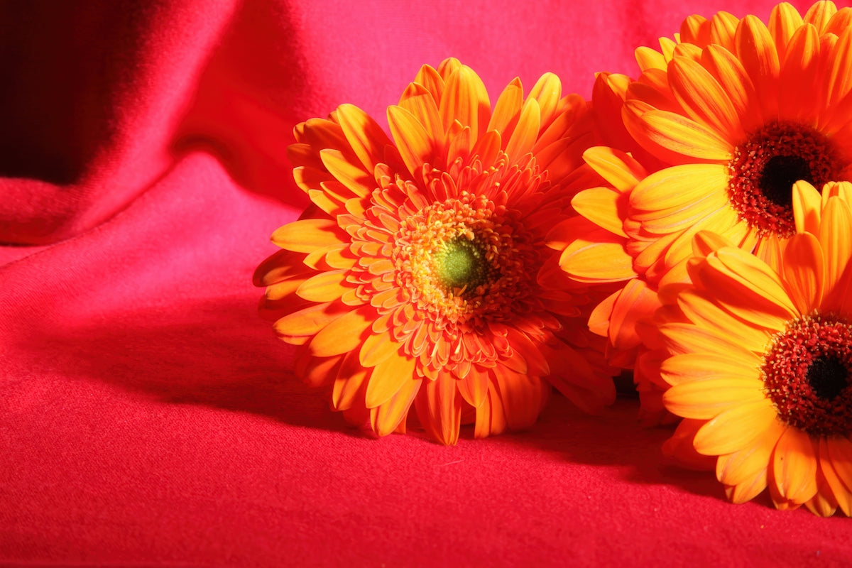 Three orange gerbera daisies on a pink background
