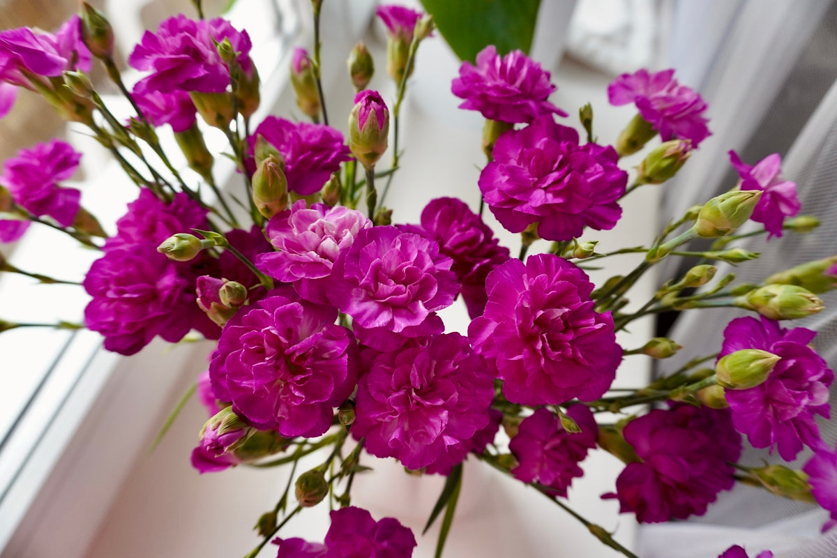 A bouquet of vibrant pink carnations with green buds.