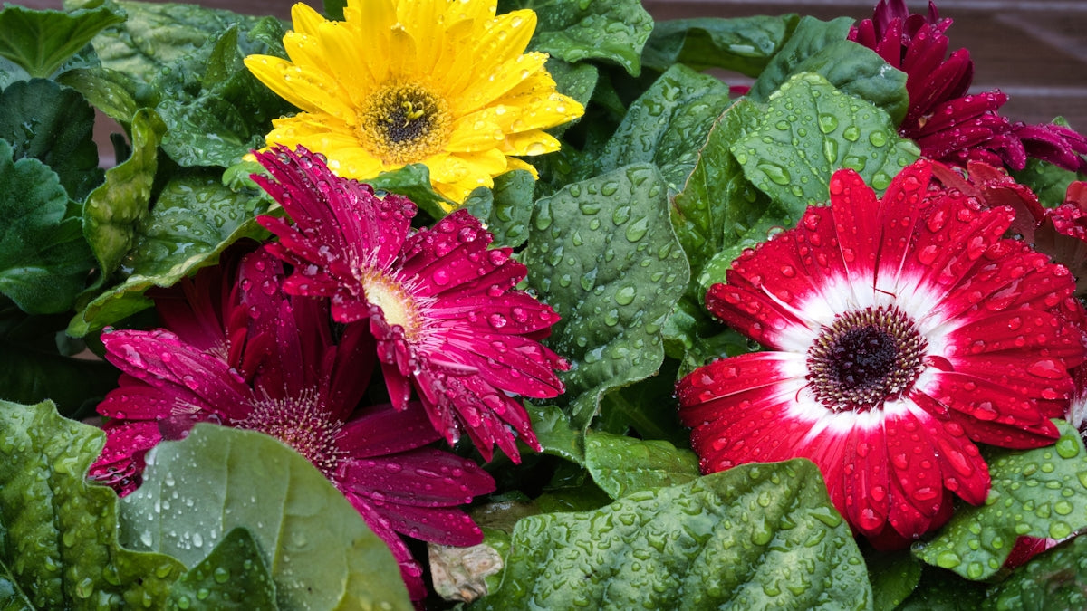 Bright gerbera daisies with water droplets on petals.