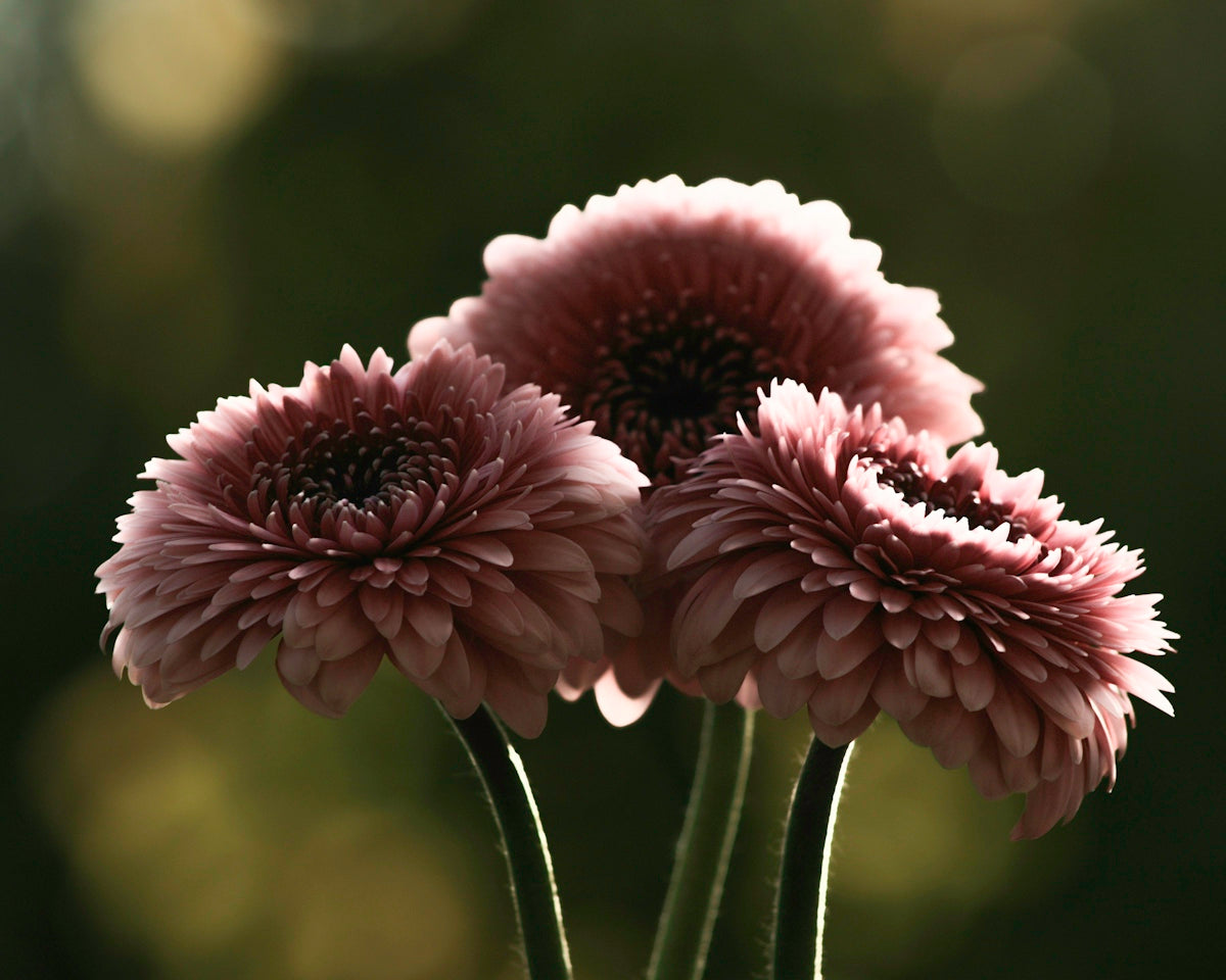 Three pink gerbera daisies backlit against a dark background
