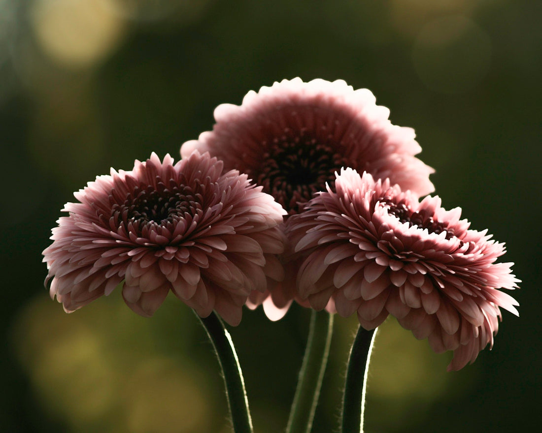 Three pink gerbera daisies backlit against a dark background