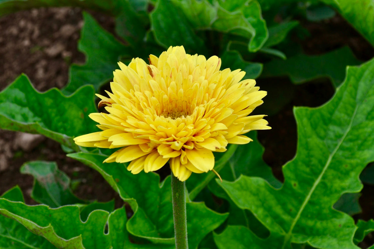 A bright yellow gerbera daisy flower with green leaves in a garden