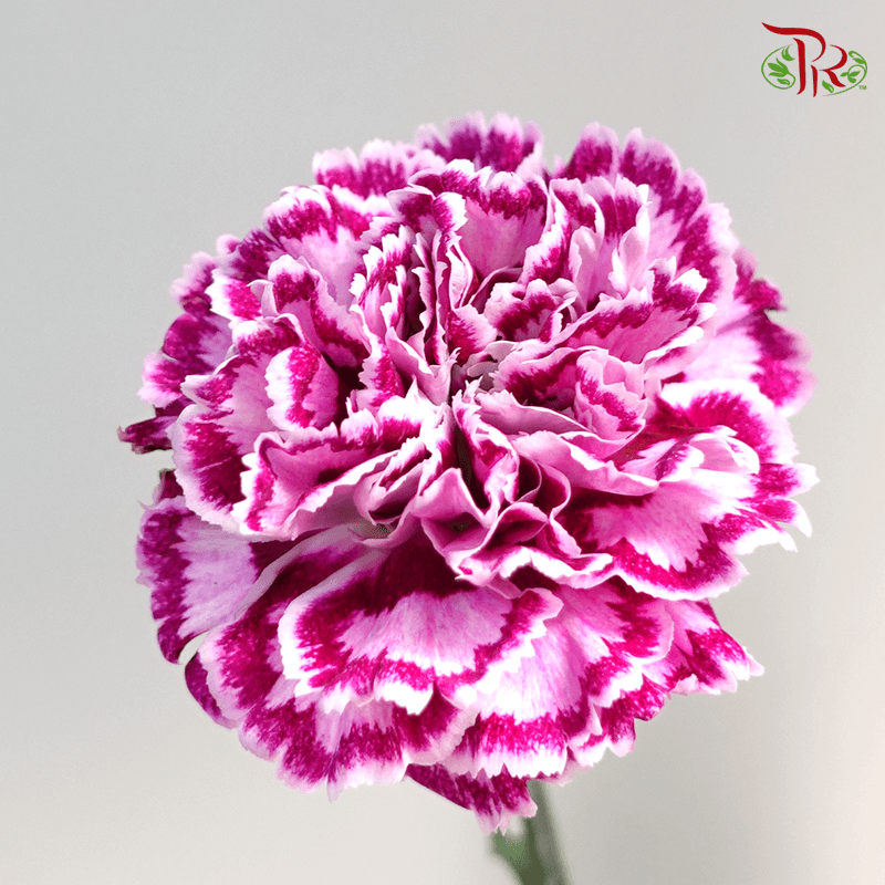 Carnation - Pudu Ria Florist
