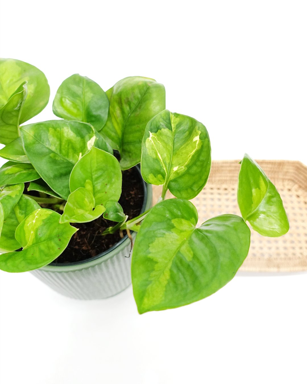 Air Purifying - Pudu Ria Florist