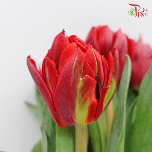 Tulip - Pudu Ria Florist