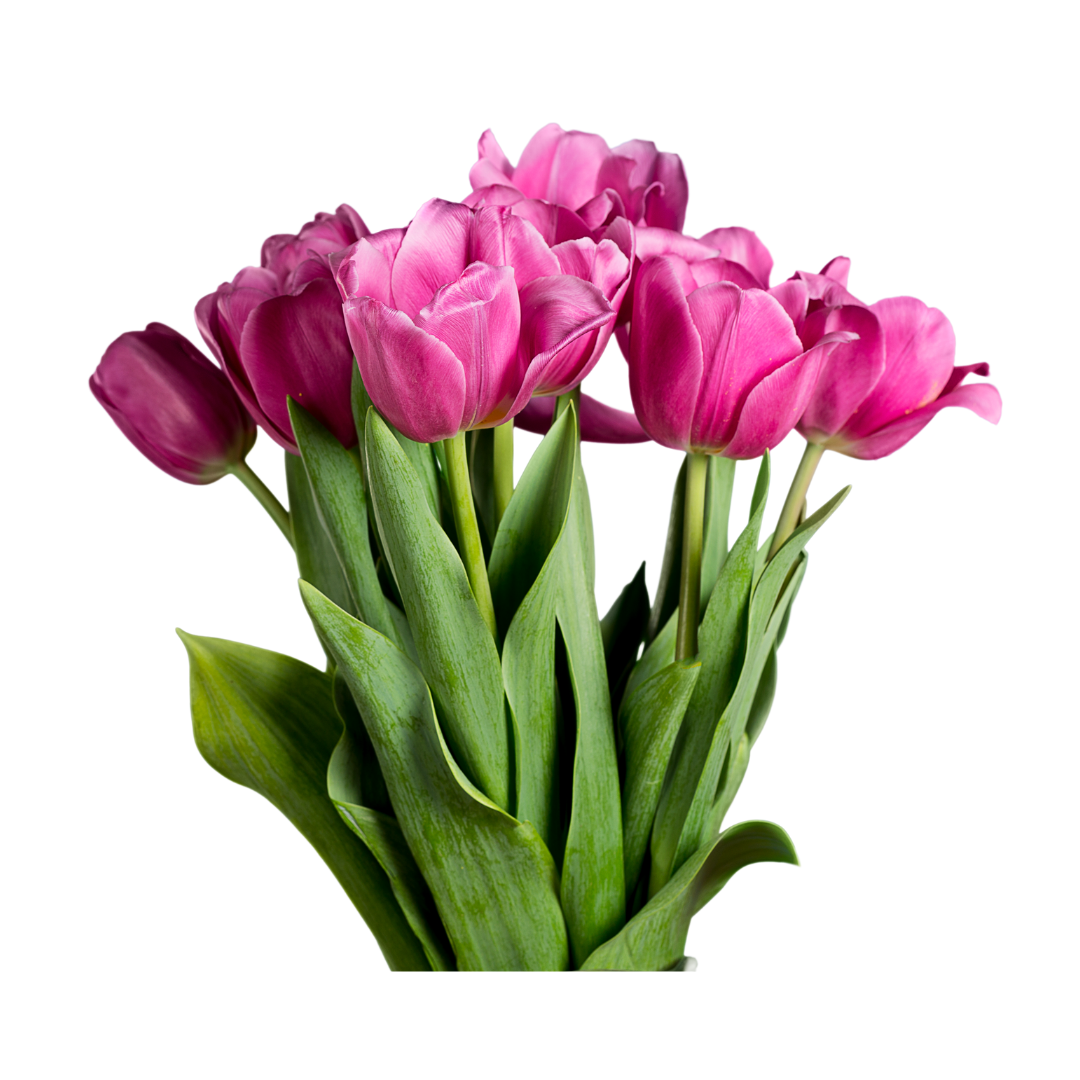 Tulip - Pudu Ria Florist