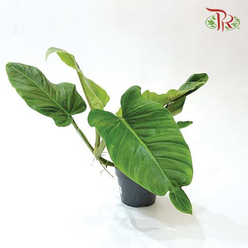 Philodendron - Pudu Ria Florist