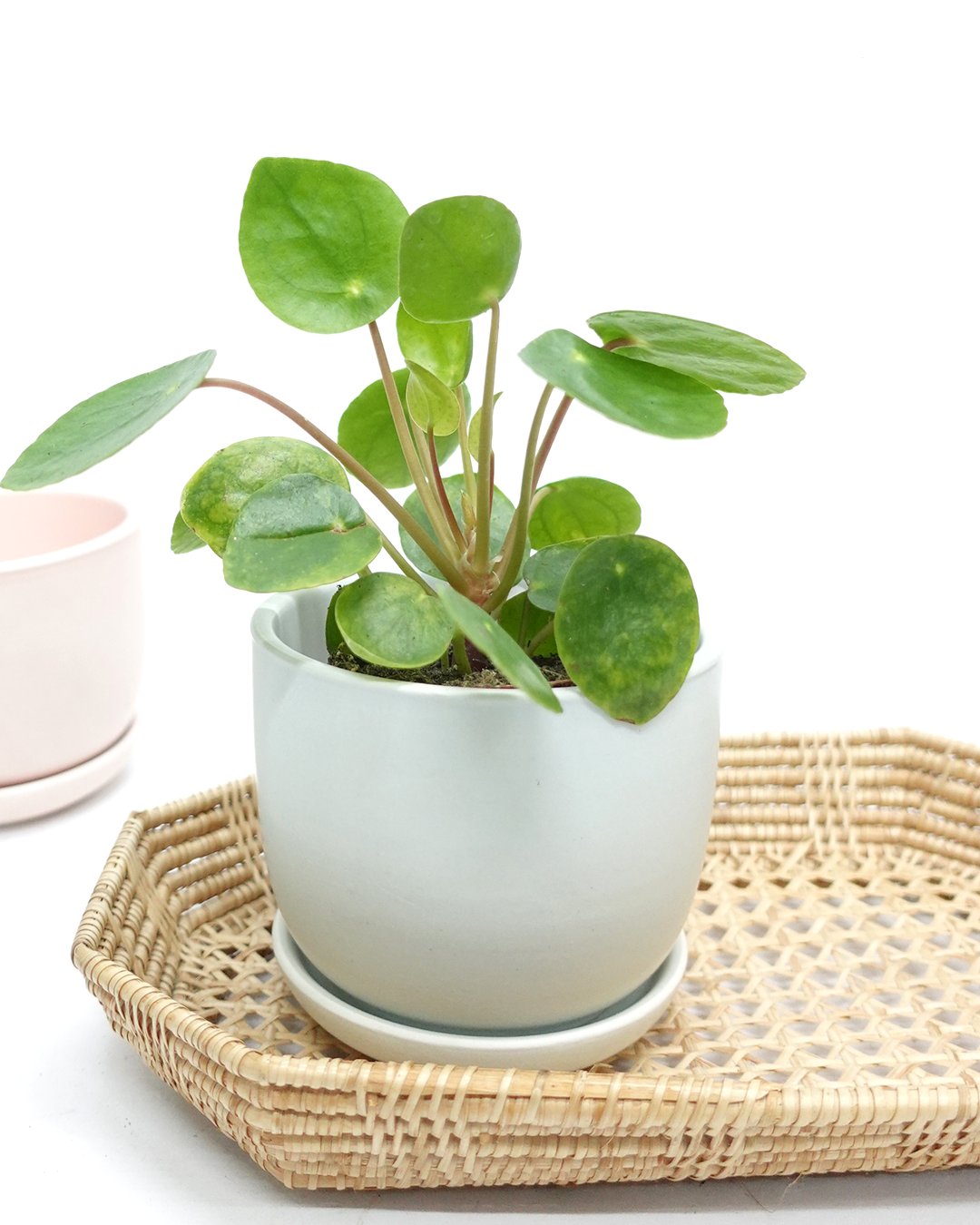 Low Maintenance - Pudu Ria Florist