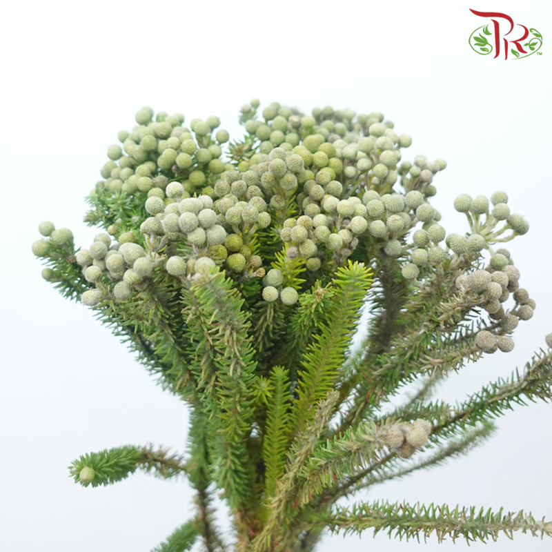 Berzelia - Pudu Ria Florist