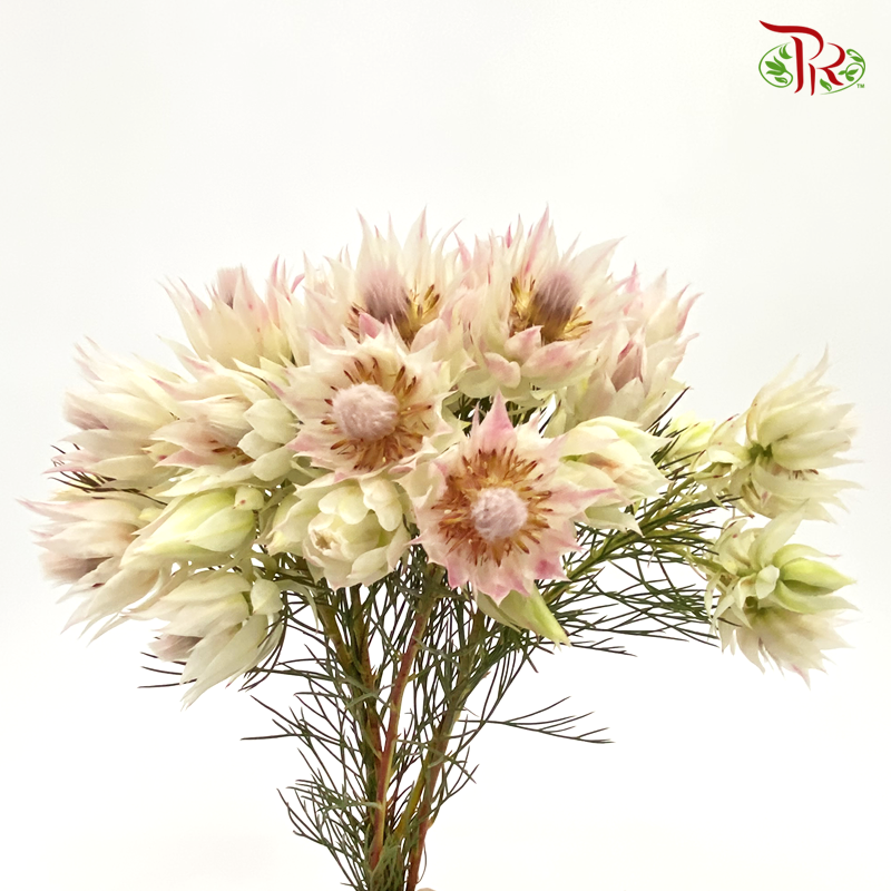 Blushing Bride - Pudu Ria Florist