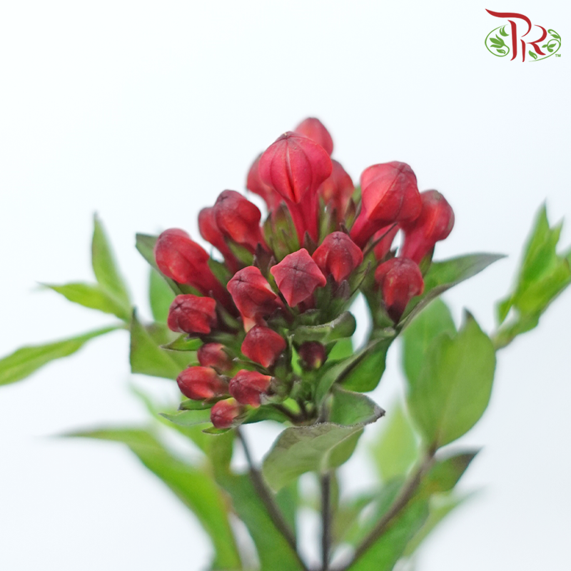 Bouvardia - Pudu Ria Florist