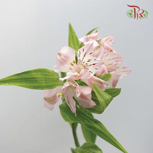 Alstroemeria - Pudu Ria Florist