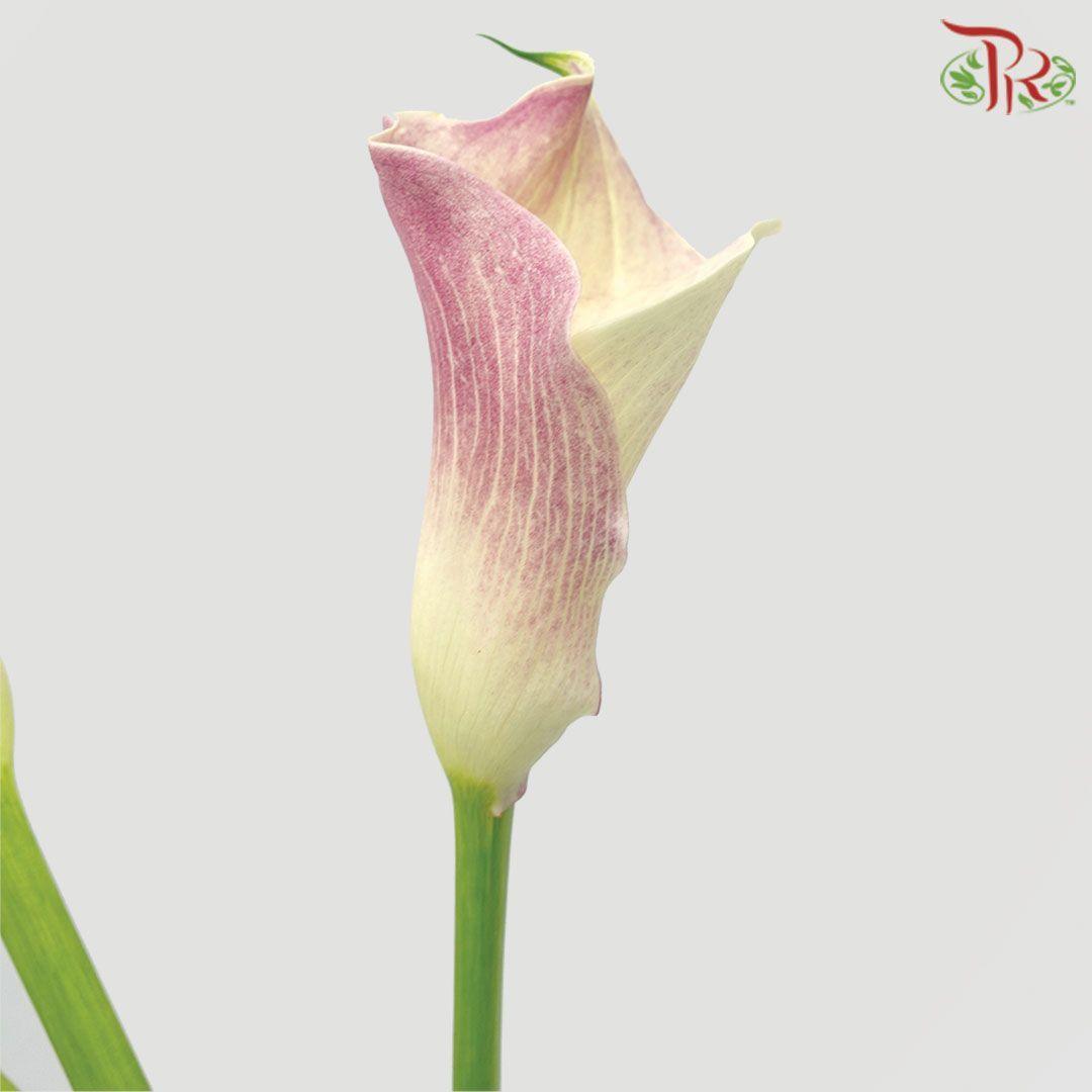 Calla Lily - Pudu Ria Florist