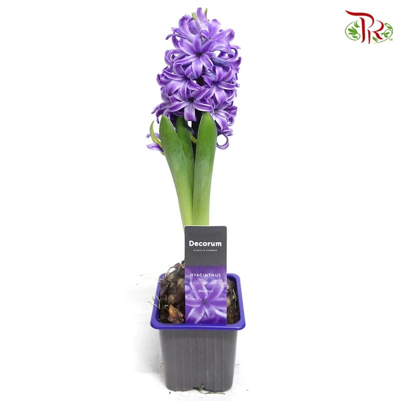 Hyacinthus - Pudu Ria Florist