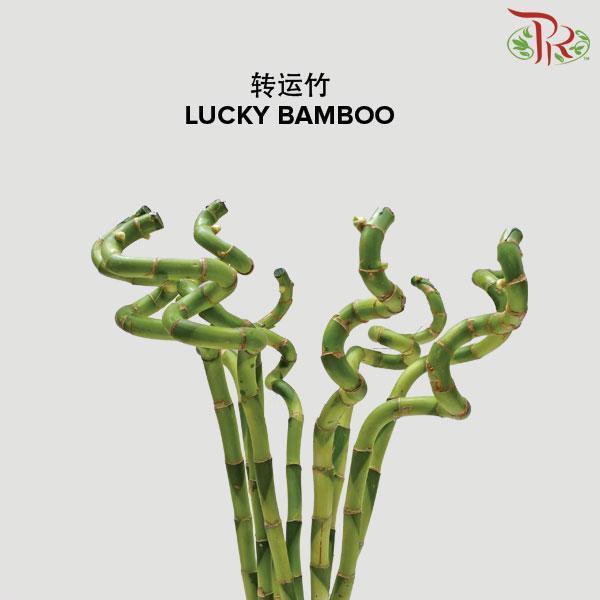 Bamboo - Pudu Ria Florist