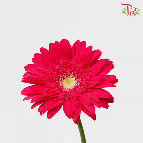 Gerbera - Pudu Ria Florist