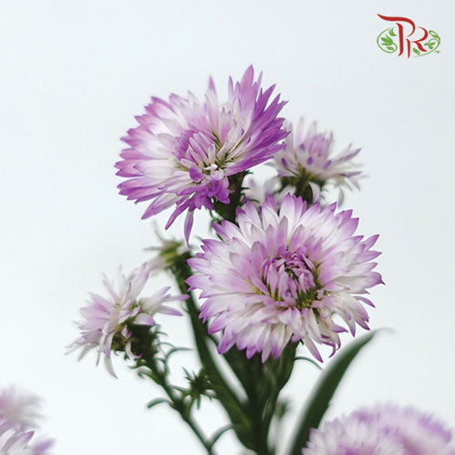 Peacock - Pudu Ria Florist