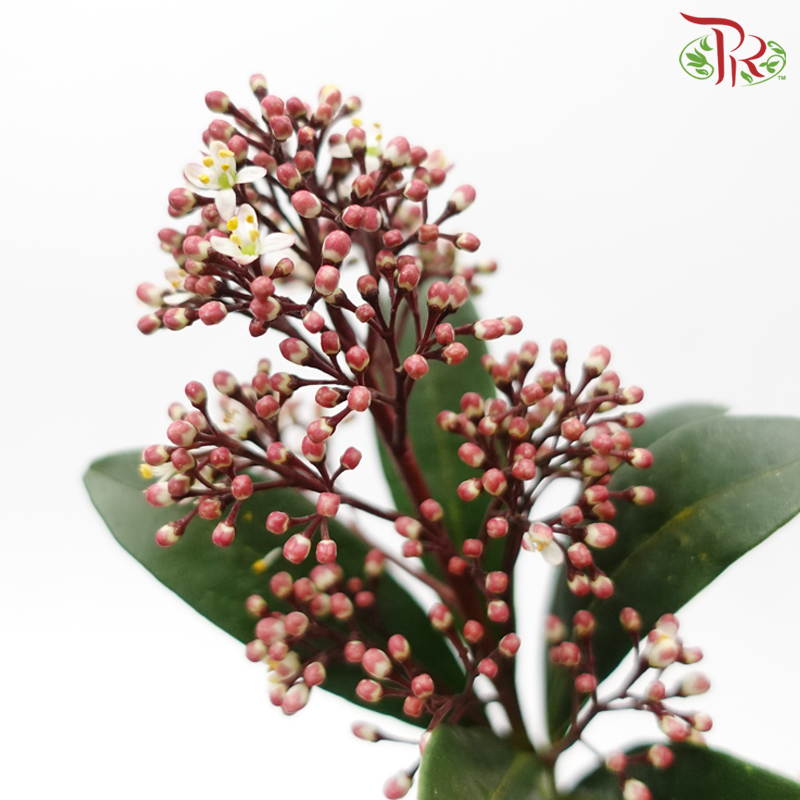Skimmia - Pudu Ria Florist