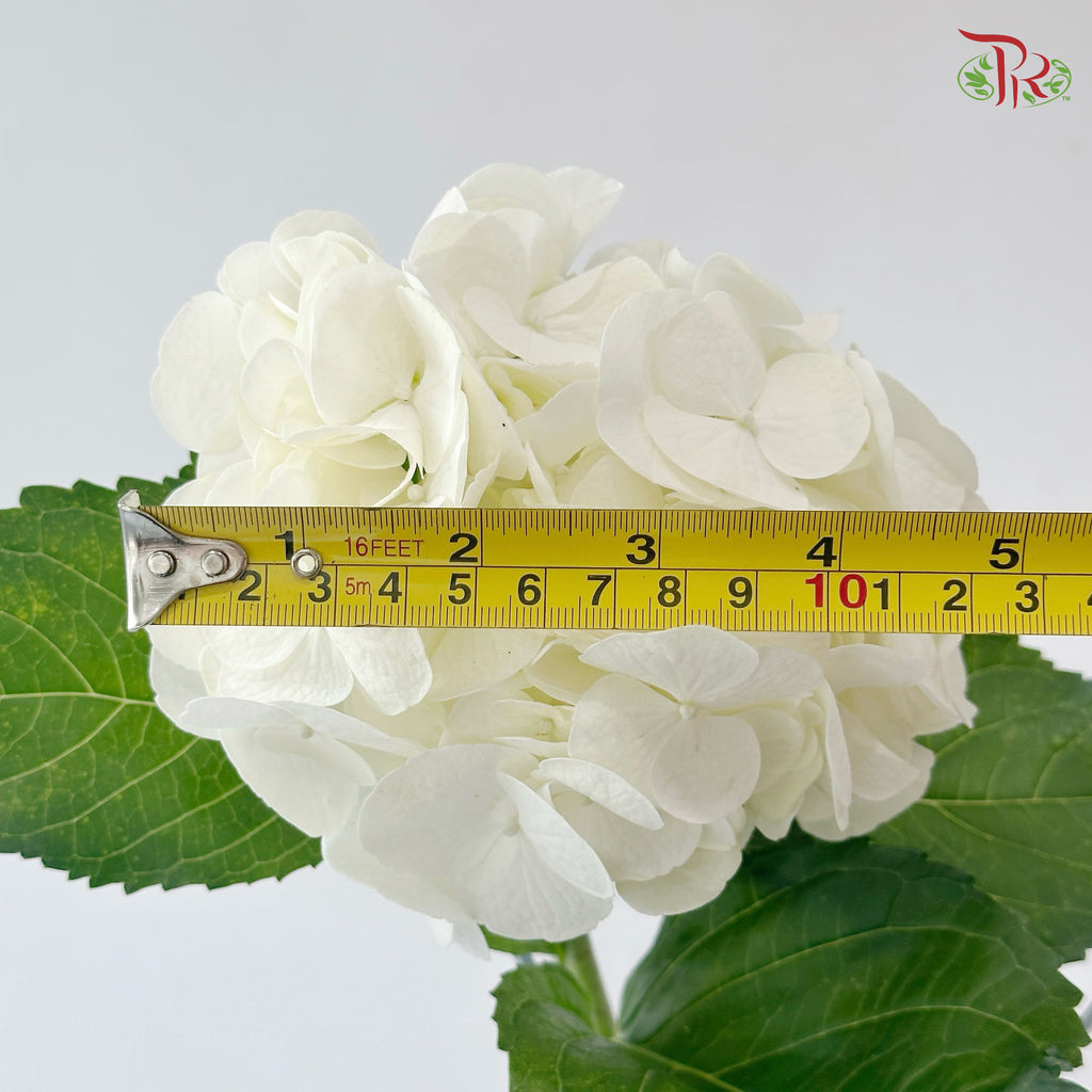 Hydrangea - White (Per Stem)