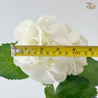 Hydrangea - White (Per Stem)
