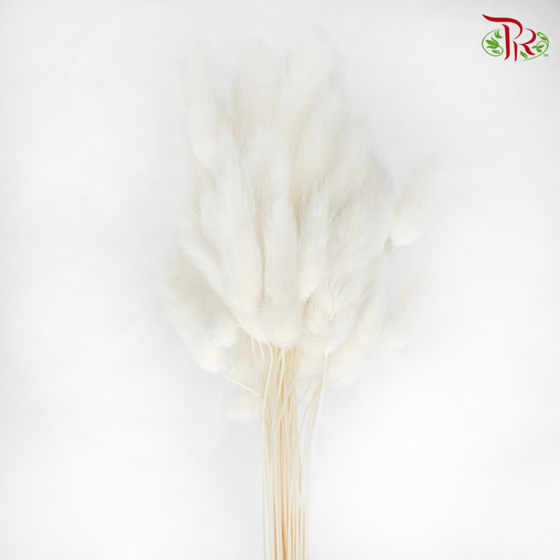 Dry Lagurus Bunny Tails - White