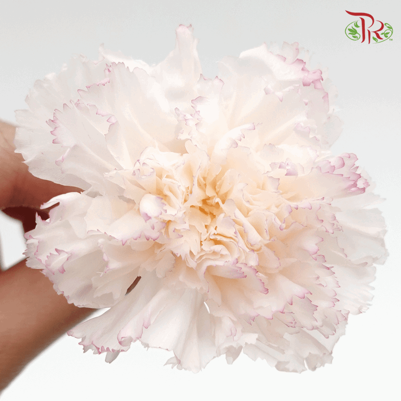 Carnation Preserved - White & Purple ( 0238-3-015 ) - Pudu Ria Florist