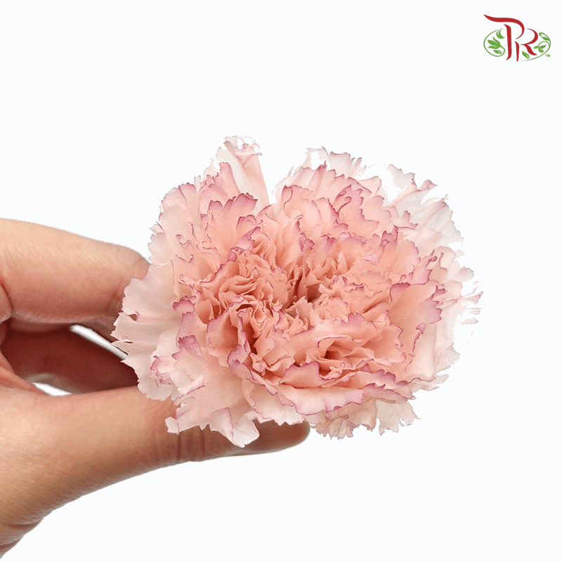 Carnation Preserved - Light Pink ( 0238-3-025 ) - Pudu Ria Florist