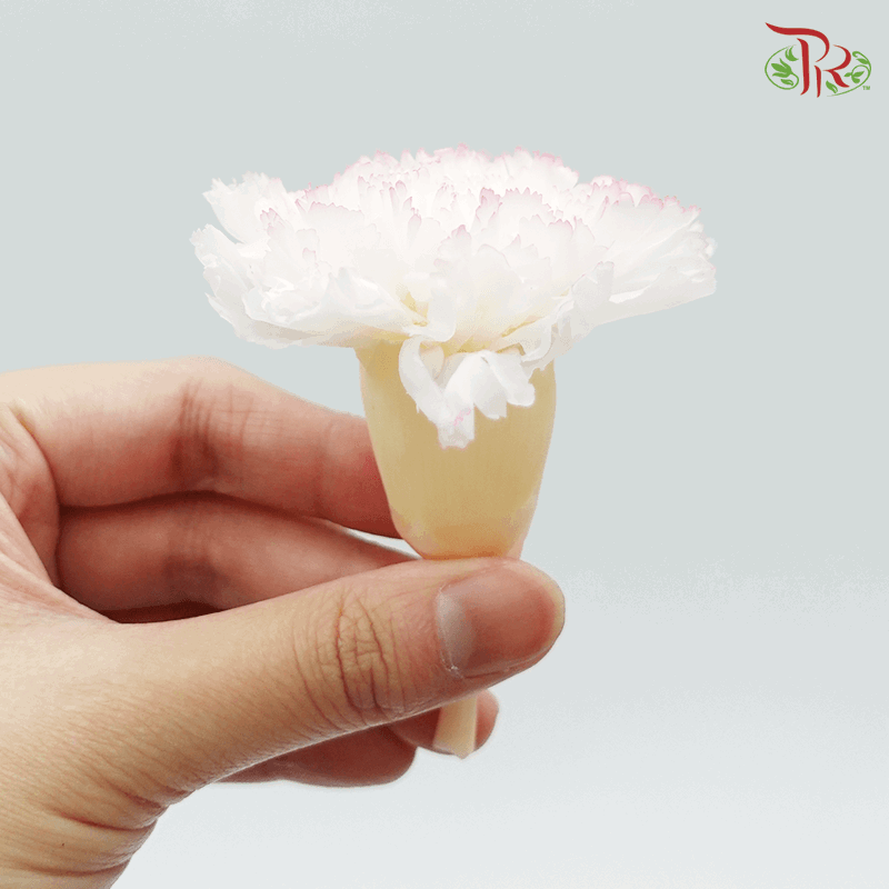 Carnation Preserved - White & Pink ( 0238-3-045 ) - Pudu Ria Florist