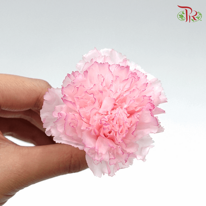 Carnation Preserved - Pink ( 0238-3-145 ) - Pudu Ria Florist