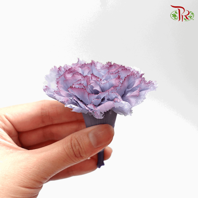 Carnation Preservative - Purple ( 0238-3-645 ) - Pudu Ria Florist