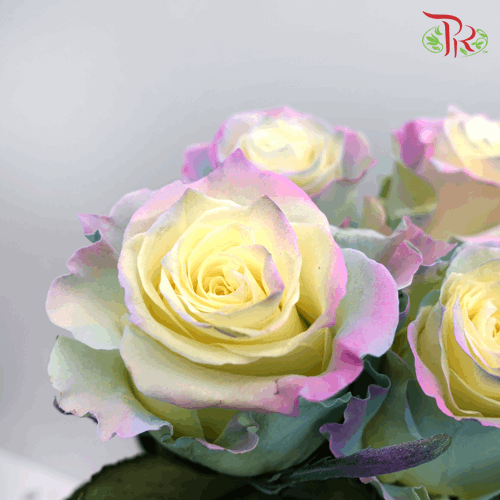 Rose - Sweet Aurora Boreal (10 Stems) - Pudu Ria Florist