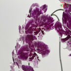 Orchid Phalaenopsis Fresh Cut - Midi Purple Tone (Per Stem)