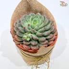 Succulent Plant Arrangement (Random Choose Succulent)