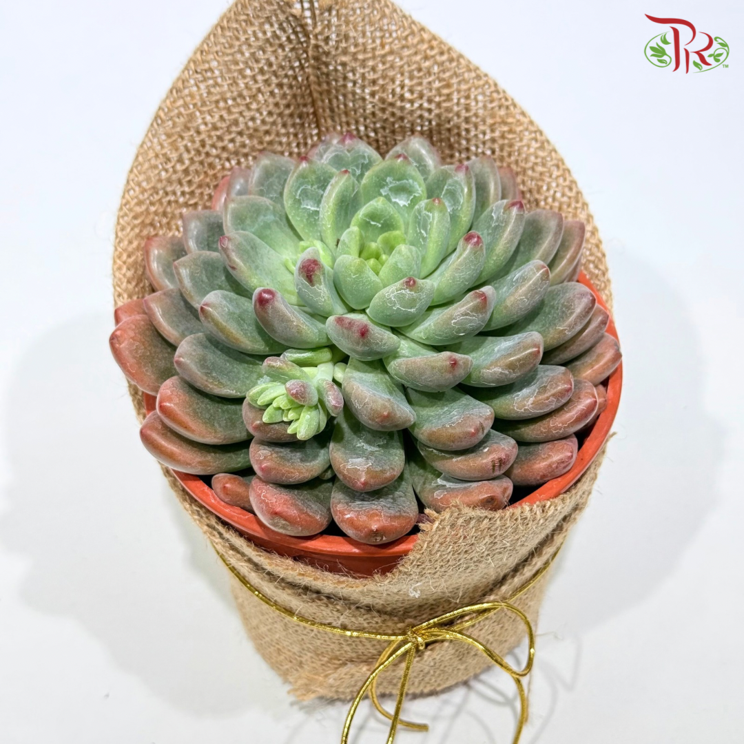 Succulent Plant Arrangement (Random Choose Succulent)