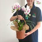 【中秋系列 Mid Autumn Series】Orchid Under the Moon《月下兰香》