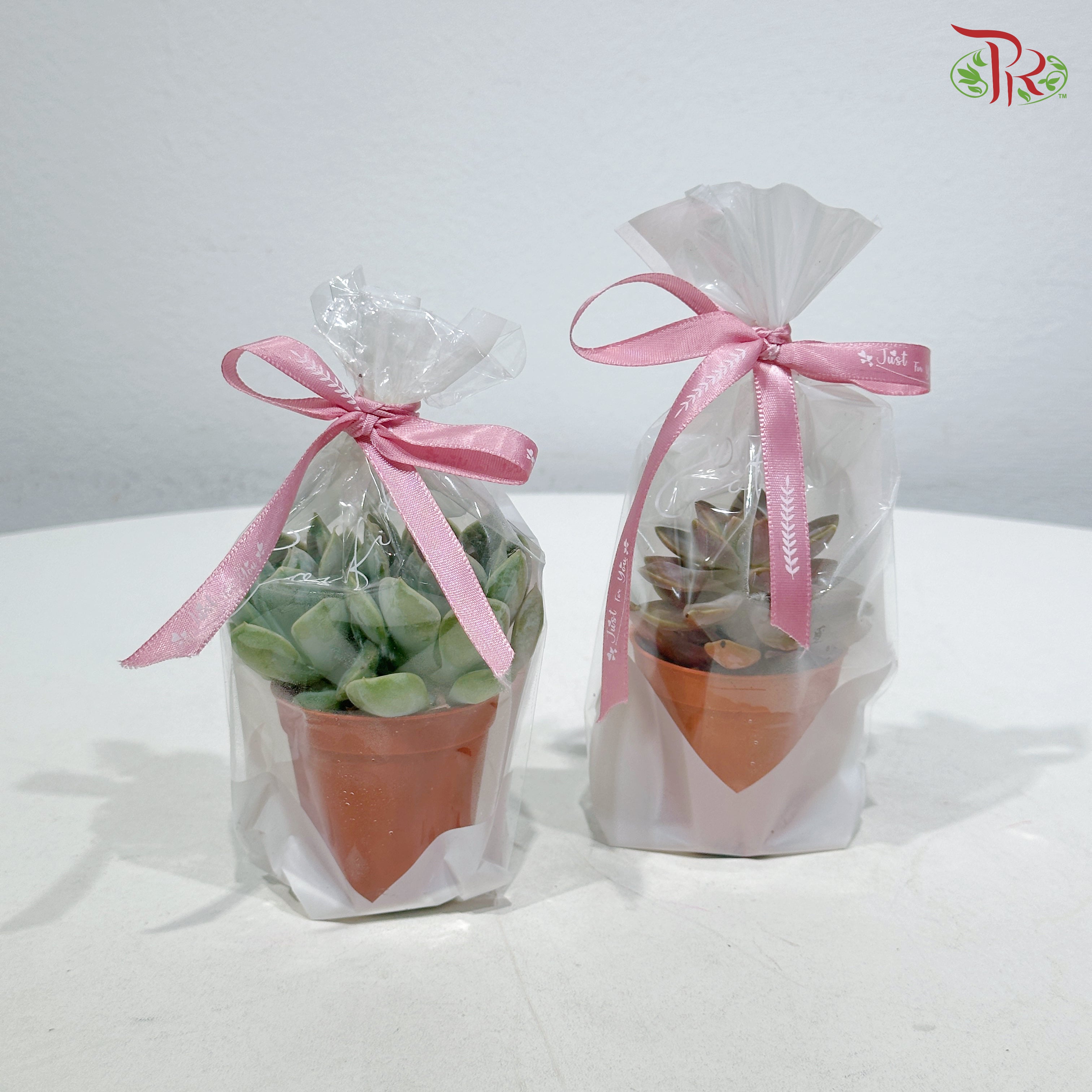 【Gift Series】Mini Pocket Succulent (Per Pot) (Random Choose Succulent)