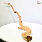 FINE DUJUANGEN ROOT《精品杜鹃根》1KG