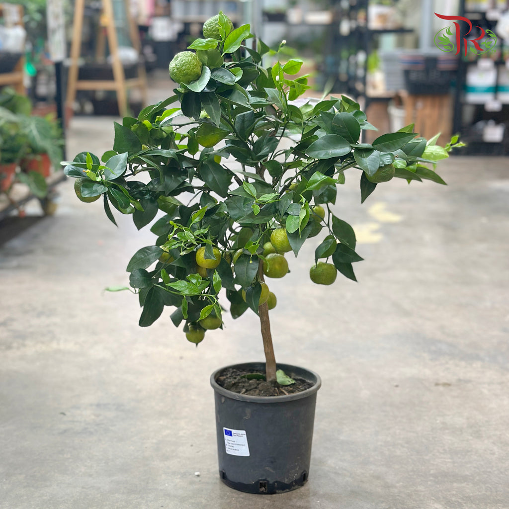 Citrus Microcarpa p190 - 70cm《金橘》