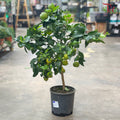 Citrus Microcarpa p190 - 70cm《金橘》