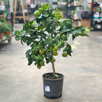 Citrus Microcarpa p190 - 70cm《金橘》
