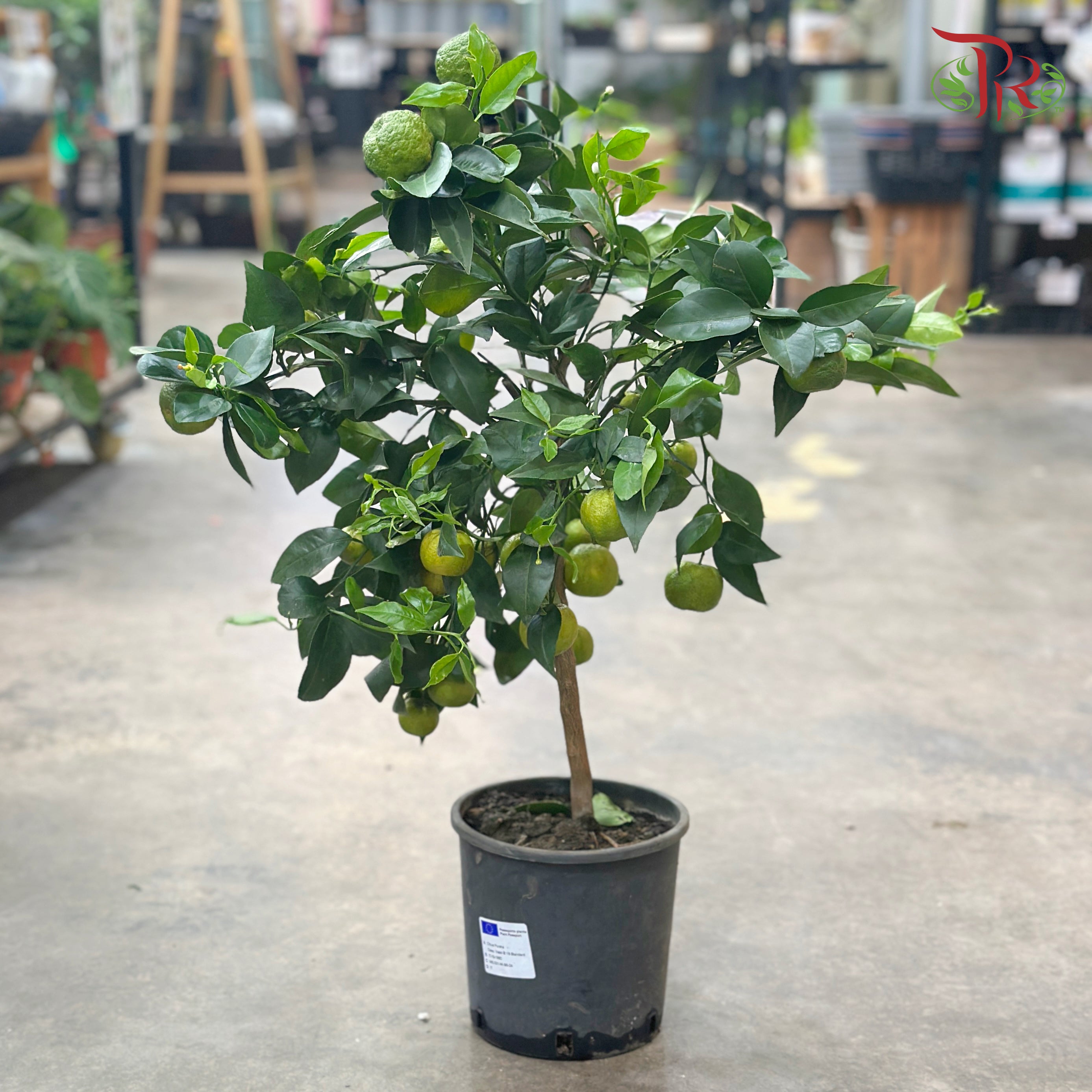 Citrus Microcarpa 210 - 70cm《金橘》